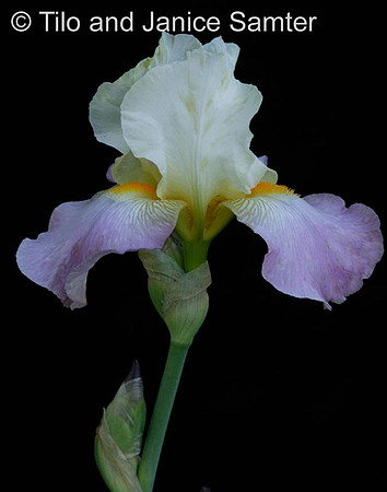C3AS7204