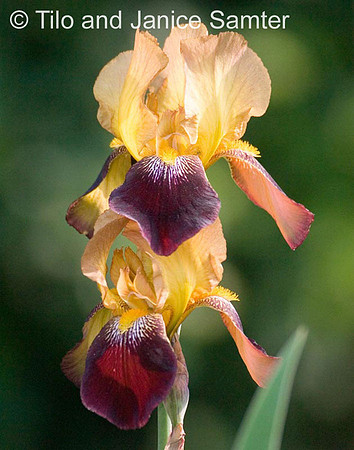 CRW_7247