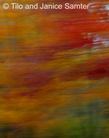 Autumn #8
