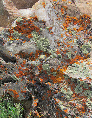 IMG_4828 Rock with lichen, Medicine Bow National Forest