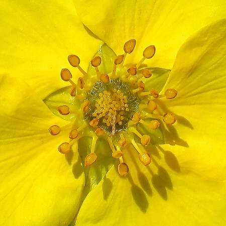 IMG_4762 Shrubby Cinquefoil, WY