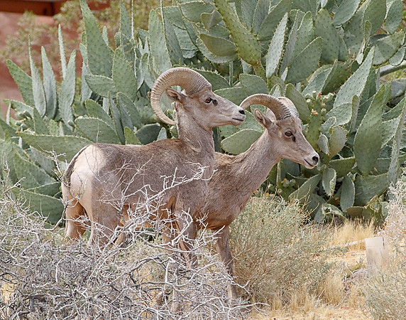 Z0R9603 Bighorn Sheep, Valley of Fire State Park, NV