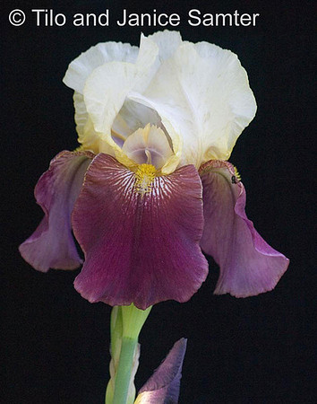 CRW_6950