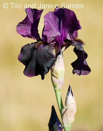 CRW_6989