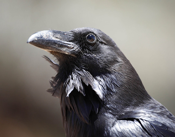 Z0R9309 Raven, Bryce Canyon National Park, UT
