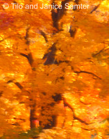 Autumn #4