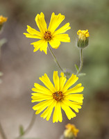 B8O1525 California Wildflower