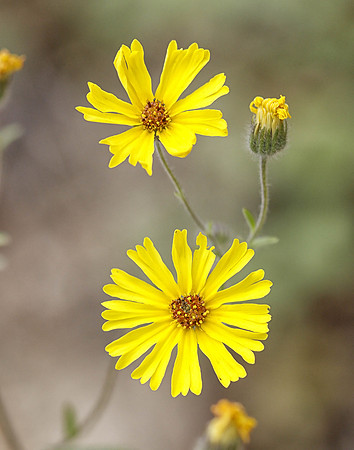 B8O1525 California Wildflower