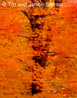 Autumn #5