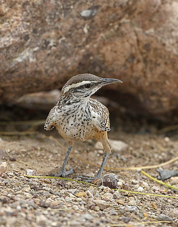 Z0R9542 Cactus Wren, Lake Mead Visitors Center, NV