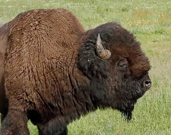 X7A8588A  Bison, Yellowstone National Park, WY