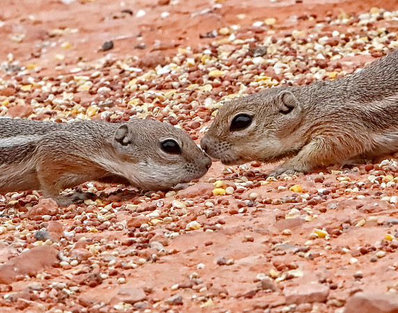 X7A6805A Least Chipmunks, Valley of Fire State Park, NV