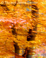 Autumn #6