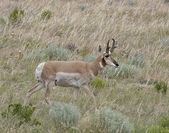 Z0R1081 Pronghorn Buck, Red Desert, WY