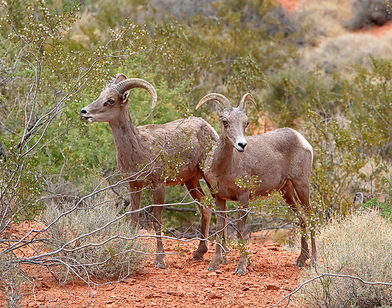 X7A6772 Bighorn sheep, Valley of Fire State Park, NV