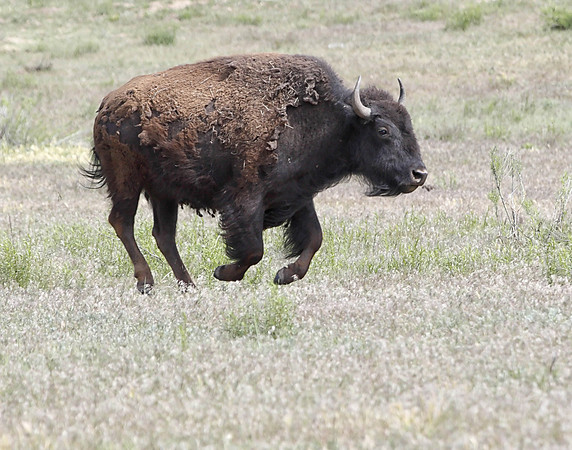 Z0R9342 Bison, Zion National Park