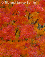 Autumn-# 10