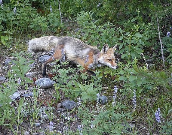 Z0R2261 Red Fox, Signal Mountain, Yellowstone National Park, WY