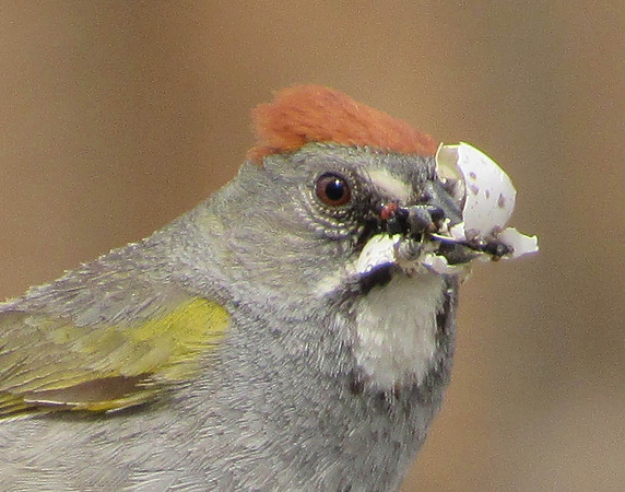 IMG_4402 Green-tailed Towhee, Bodie Ghost Town, CA