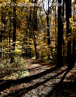 Autumn #11