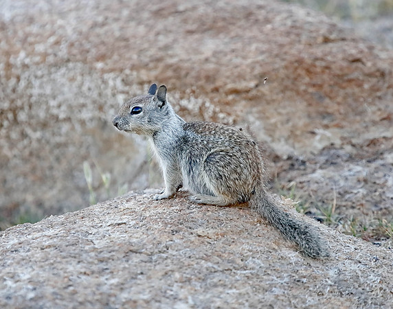 X7A6933 California Ground Squirrel