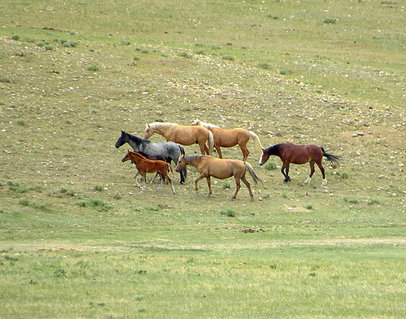 IMG_4841 Wild horses, Medicine Bow, WY