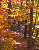 Autumn #12