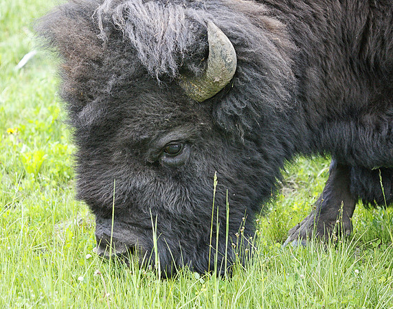 Z0R1213 Bison, Yellowstone National Park, WY