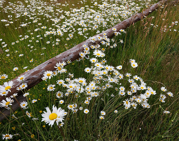 X7A9301 Daisies en route to Gros Ventre, WY