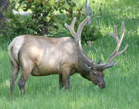 B8O2093 Elk buck