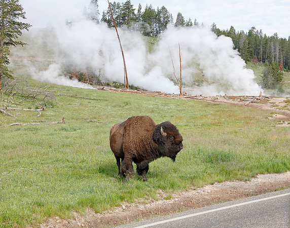 X7A8588 Bison, Yellowstone National Park, WY