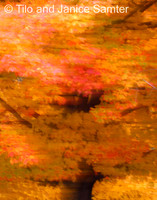 Autumn #7