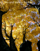 Autumn #13