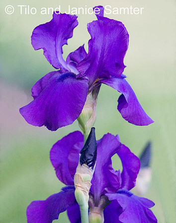CRW_7063