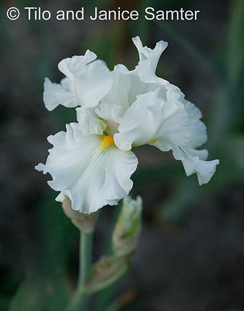 C3AS7251