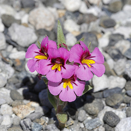B8O1660 Dwarf Purple Monkeyflower, CA