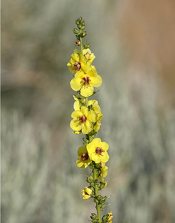 Z0R0560 Moth mullein, UT