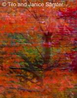 Autumn #9