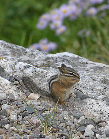 Z0R2441 Least Chipmunk, Grand Teton National Park, WY