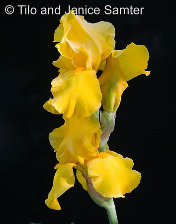 CRW_6960