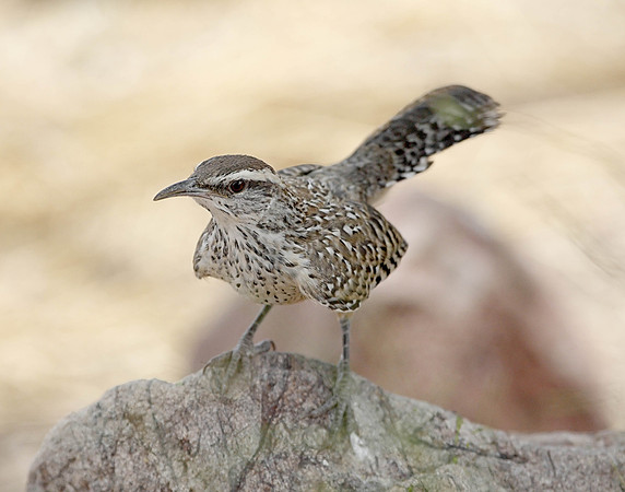 Z0R9517 Cactus Wren, Lake Mead Visitors Center, NV