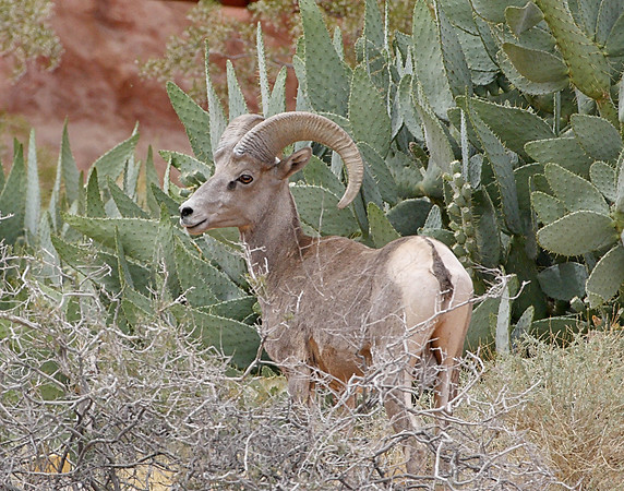Z0R9606 Bighorn Sheep, Valley of Fire State Park, NV