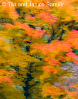 Autumn #3