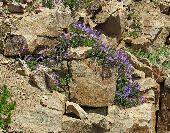 IMG_5237 Wildflowers in rocks, Beartooth Pass, WY