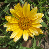 IMG_2925 Hoary balsamroot, UT