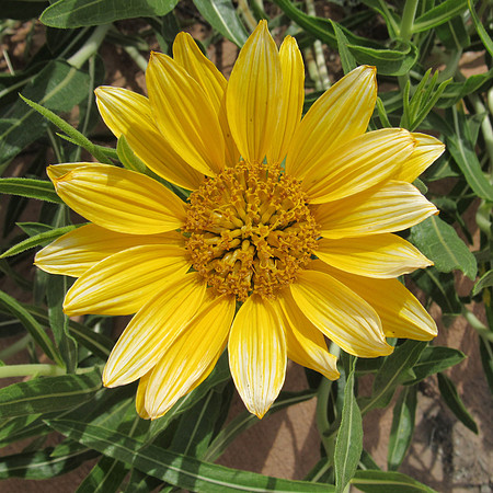 IMG_2925 Hoary balsamroot, UT