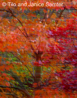 Autumn #1