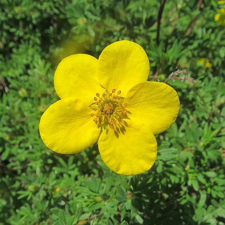 IMG_4762A Shrubby Cinquefoil, WY