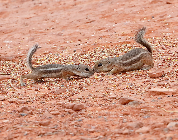 X7A6805 Least Chipmunks, Valley of Fire State Park, NV