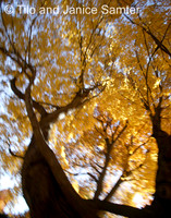 Autumn #14